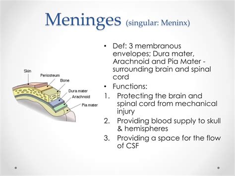 Ppt Meninges Csf And Blood Supply Of The Head And Neck Powerpoint