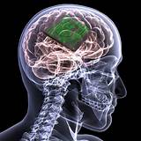 Brain Implant Chip For Memory Pictures