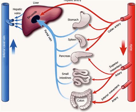 It is also called the portal venous system (although it is not the only example of a portal venous system) and splanchnic veins. Anatomy of the splanchnic, portal and hepatic venous ...