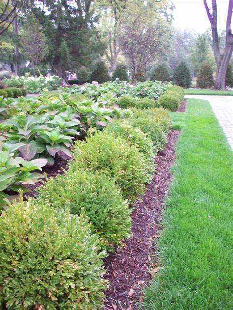 Planting Design - Boxwood and Hydrangea | Boxwood landscaping, Plants