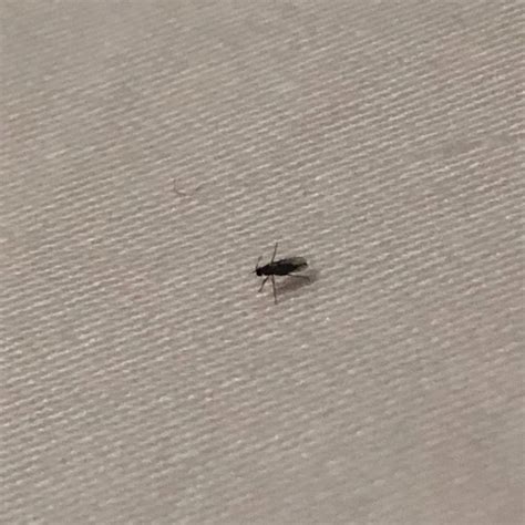 What Are The Tiny Insects In My Kitchen F