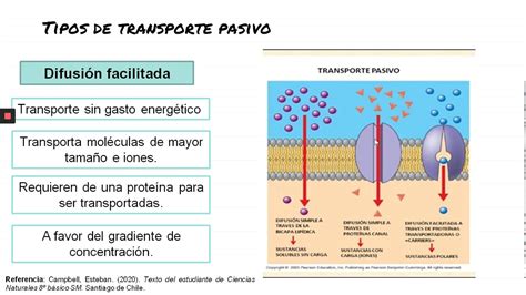 Video 3 8vo Básico Transporte A Traves De La Membrana Plasmática