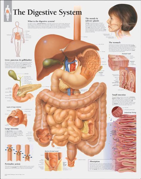 Your device is not compatible. Digestive System Model Labeled | MedicineBTG.com