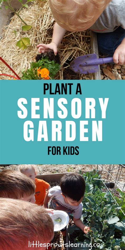 Sensory Garden Ideas For Preschool Violence