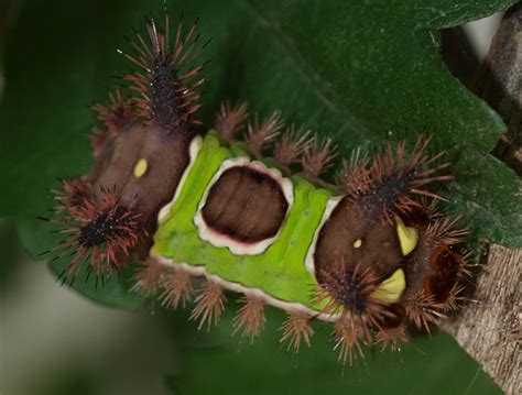 Saddleback Caterpillar Whats That Bug