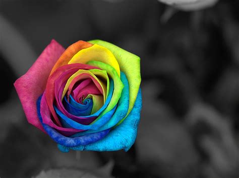 The Most Amazing Things Most Beautiful Colorful Roses