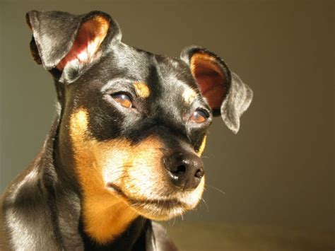 Miniature Pinscher With Uncropped Ears My Doggy Rocks