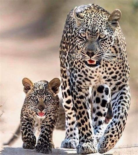 Pin By Christina Miles On Cats Animals Beautiful Wild Cats Animals