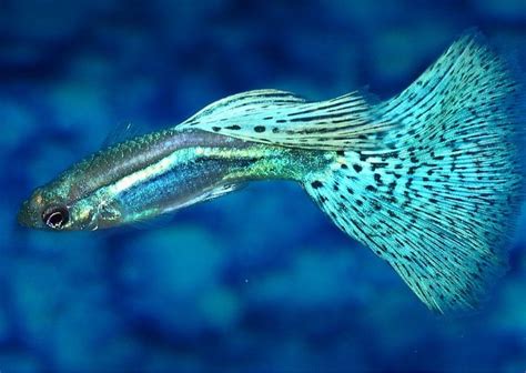 Ternak ikan hias air tawar yang menguntungkan infoseputarikanhias.blogspot.co.id pengen usaha ternak ikan hias rumahan yang meguntungkan jika belum mengetahu cara ternak ikan hias air tawar yang menguntungkan paling mudah mudah serta seberapa modal usaha ikan hias yang ideal. Jenis Ikan Guppy Paling Cantik dan Termahal Serta Mudah ...