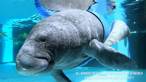 Manatee Gives Birth At Seaworld Manatee Rehab Center After Being