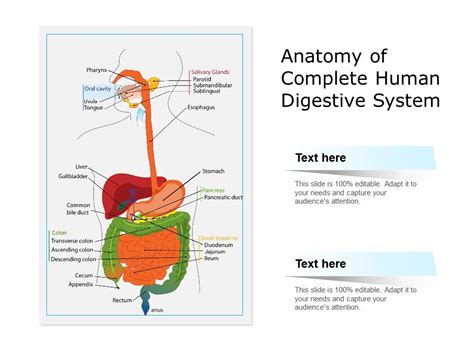 Anatomy Of Complete Human Digestive System Presentation Graphics