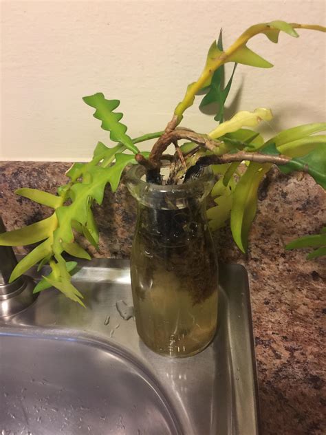 Cacti show many adaptations to conserve water. RicRak Cactus has water roots!! Pls help! : plantclinic