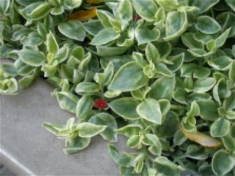 Maybe you would like to learn more about one of these? Aptenia cordifolia 'Variegata'