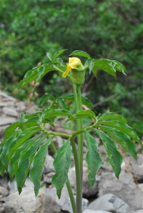 Tian nan xing or arisaema amurense's care, zone, propagation and heat tolerance information along with photographs. Pacific Bulb Society | Arisaema Species Two