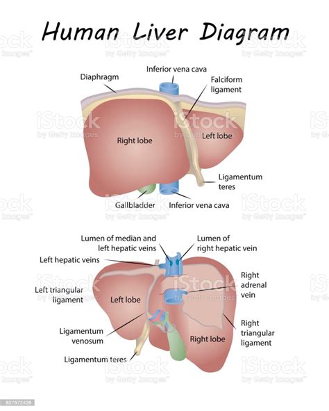 Most of the liver's mass is located on the right side of the body where it descends. Human Liver Diagram Stock Illustration - Download Image ...