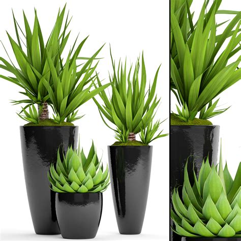 The clay trays often used for bonsai are very good for a start. 3D Potted plants Yucca and Agava | CGTrader