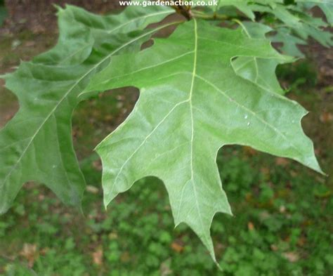 Nuttall Oak Quercus Nuttallii