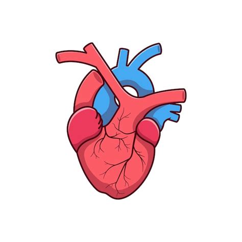 Premium Vector Vector Heart Organ Illustration