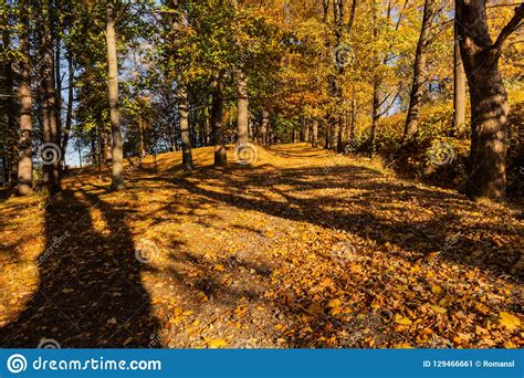 Gold Autumn Scenery In A Forest With The Sun Casting Beautiful Rays Of
