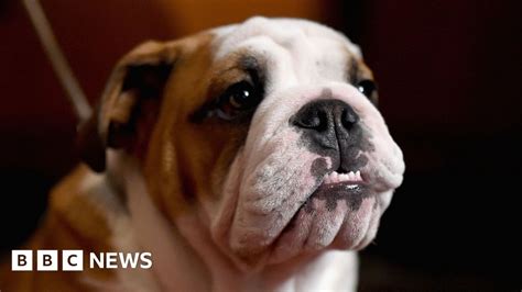 English Bulldog Health Problems Prompt Cross Breeding Call Bbc News