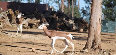 Com cerca de 1200 animais e 350 espécies, o zoo santo inácio é o local ideal para passar um dia inesquecível na natureza! Zoo Santo Inácio tem um novo morador: a mais rara gazela ...