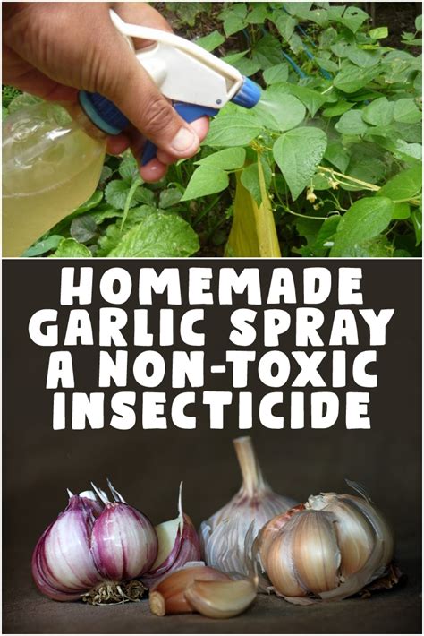 Homemade Garlic Spray A Non Toxic Insecticide Insecticide Herb Pots