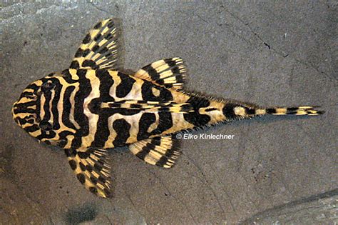 We have our fourth and possibly fifth confirmed spawn. Peckoltia compta (L 134) - L-Wels Datenbank - Welsfans