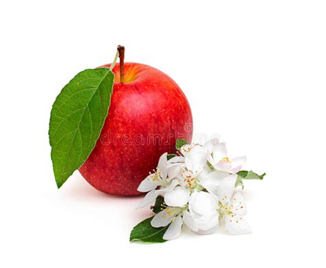 Red Apple With Leaf And Apple Flowers Stock Image Image Of Apple