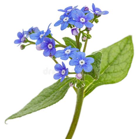 Blue Flowers Of Brunnera Forget Me Not Myosotis Isolated On White