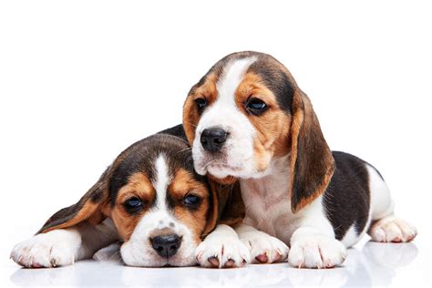 We did not find results for: Beagle Puppies On White Background Puppy Picture ... 0078