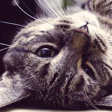 The chart below is provided as a guide for administration. Tips to Avoid Your Cat's Stomach Upsets - PetCareRx