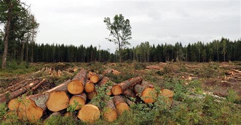 Red Ii Forest Industry Not Out Of The Woods Yet Bioenergy International