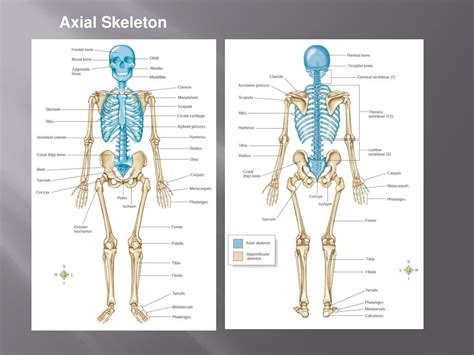 Ppt Orthopedic Surgery Powerpoint Presentation Free Download Id