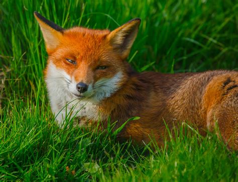 European Red Fox Vulpes Vulpes Photo Taken At The Bitish W Flickr