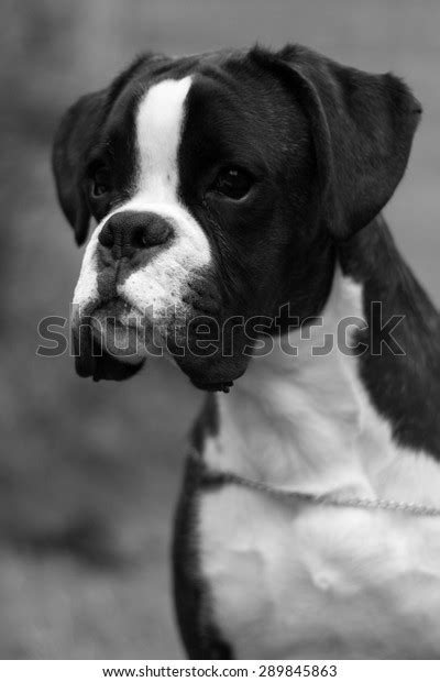 Droll Black Boxer Dog Puppies L2sanpiero
