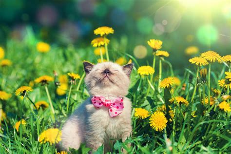 You could send me a picture of a flower and it would make my week. Cute Cat Pictures with Flowers | Cats with Flowers | Petal ...