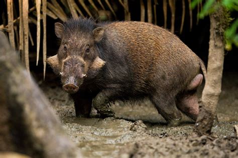 Fast Pics2 Danger Wild Pigs Wallpaper Wild Pig Pictures