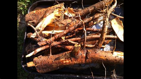 See more ideas about sassafras root, root beer, sassafras tea. sassafras root digging video - YouTube