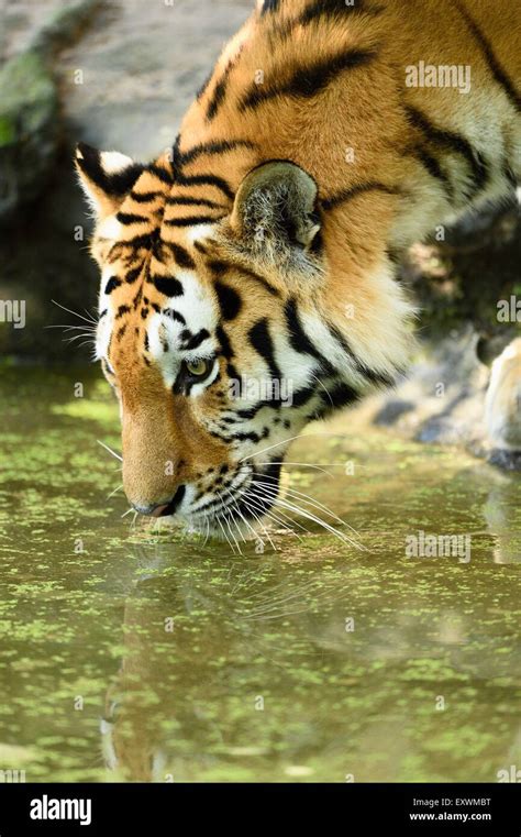 Siberian Tiger Drinking Water Close Up Stock Photo Alamy