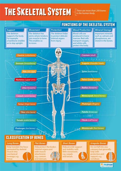 😍 Why Is The Skeletal System Important Introduction To The Muscular