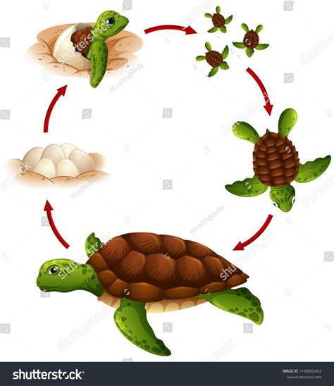 The Life Cycle Of A Turtle On A White Background Stock Photo Royaltyvectors