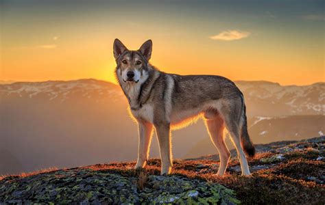 Animals Wolf Sunset Wallpapers Hd Desktop And Mobile Backgrounds