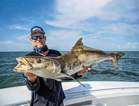 Fishing For Cobia How To Catch Cobia Salt Water Sportsman