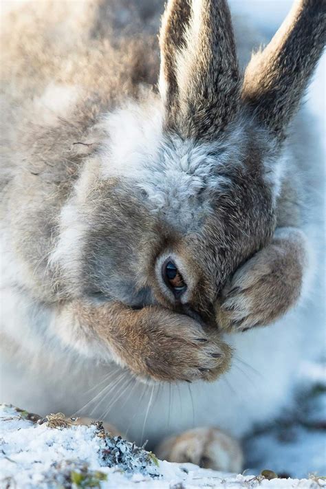Pin By Bev Stortz On Rabbitin Scotland First Snow Scary Animals