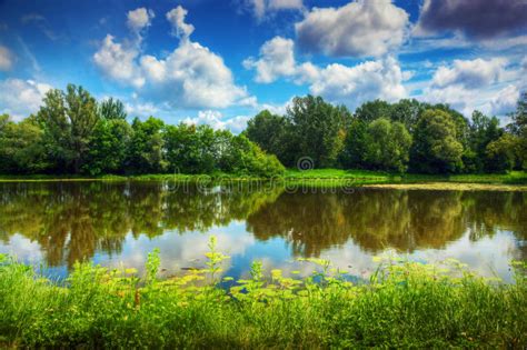 Lake In A Summer Forest Stock Photo Image 31749520