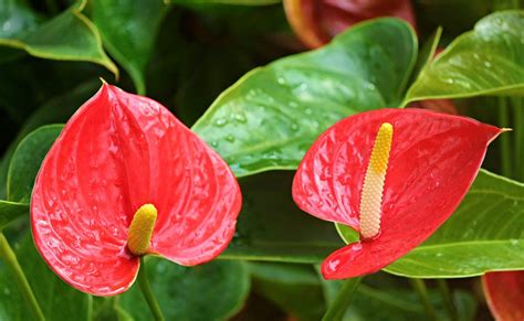 Anthurium Rouge Anthurium Sp Plante Tropicale Pour Lintérieur