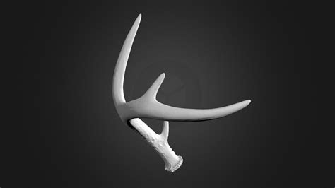 Antler 3d Scan Download Free 3d Model By Gomeasure3d 2a1a6a2