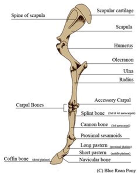 Horses, Skeletons and Horse sketch on Pinterest