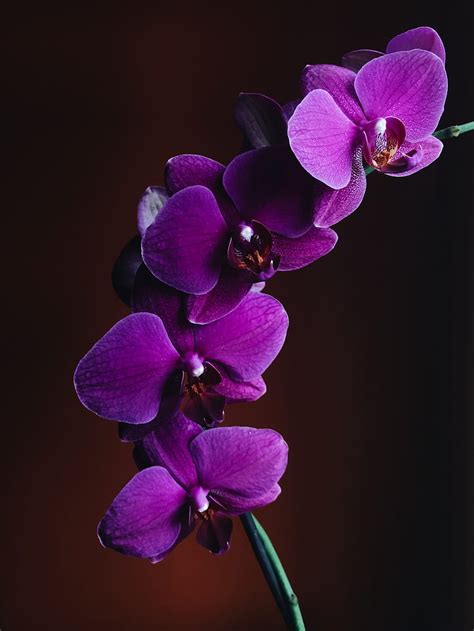 Purple Orchid Purple Orchid Flowers Hd Phone Wallpaper Pxfuel