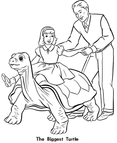 Zoo - Kura-kura - Gambar Mewarna